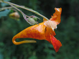 Attēlu rezultāti vaicājumam “Balsaminaceae”