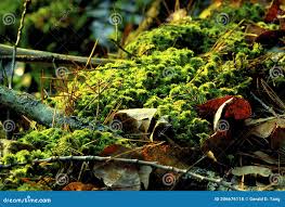 Attēlu rezultāti vaicājumam “Sphagnum wulfianum”