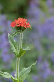 Attēlu rezultāti vaicājumam “Silene chalcedonica”
