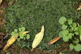 Attēlu rezultāti vaicājumam “Pellia endiviifolia sporophyte”