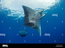 Image result for Mobula tarapacana