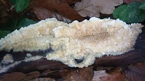 Attēlu rezultāti vaicājumam “Phlebia rufa”