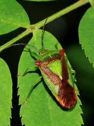 Attēlu rezultāti vaicājumam “Acanthosoma haemorrhoidale imago”