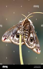 Attēlu rezultāti vaicājumam “Saturnia pavonia eggs”