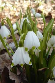 Attēlu rezultāti vaicājumam “Leucojum vernum var. carpathicum”