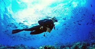 Image result for Canary Divers