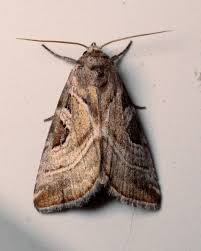 Attēlu rezultāti vaicājumam “Eucarta virgo”