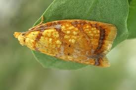 Attēlu rezultāti vaicājumam “Acleris bergmanniana”