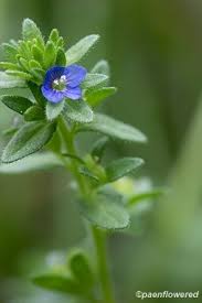 Attēlu rezultāti vaicājumam “Veronica arvensis”