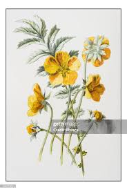 Attēlu rezultāti vaicājumam “Argentina anserina flower”