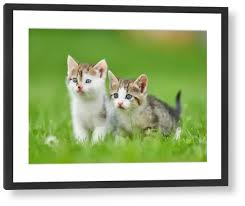 Attēlu rezultāti vaicājumam “Felis silvestris catus juvenile”