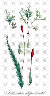 Attēlu rezultāti vaicājumam “Isothecium alopecuroides”