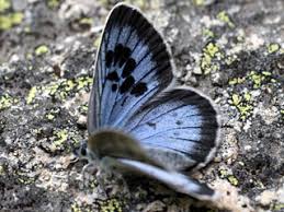 Attēlu rezultāti vaicājumam “Maculinea alcon upperside”