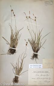 Attēlu rezultāti vaicājumam “Carex lepidocarpa”