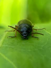 Attēlu rezultāti vaicājumam “Isomira murina”