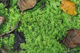 Attēlu rezultāti vaicājumam “Ricciocarpos natans”