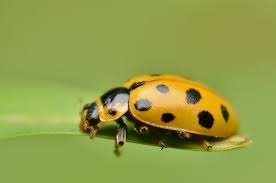 Attēlu rezultāti vaicājumam “Hippodamia tredecimpunctata”