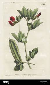 Image result for Lotus tetragonolobus