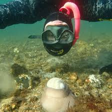 Image result for East Snorkellers