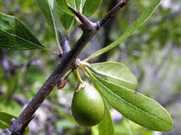 Attēlu rezultāti vaicājumam “Lycogala botrydium sessile”