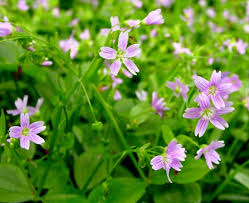 Attēlu rezultāti vaicājumam “Claytonia sibirica flower”