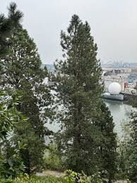 Attēlu rezultāti vaicājumam “Pinus ponderosa”