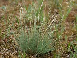 Attēlu rezultāti vaicājumam “Corynephorus canescens leaf”