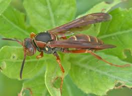 Attēlu rezultāti vaicājumam “Polistes”