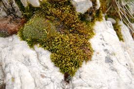 Attēlu rezultāti vaicājumam “Brachythecium campestre”