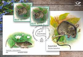 Attēlu rezultāti vaicājumam “Sicista betulina”