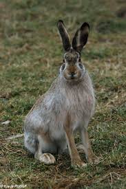 Attēlu rezultāti vaicājumam “Lepus europaeus”