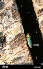 Attēlu rezultāti vaicājumam “Cicadella viridis female”