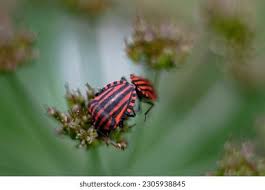 Attēlu rezultāti vaicājumam “Graphosoma lineatum”