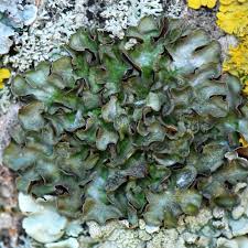 Attēlu rezultāti vaicājumam “Pleurosticta acetabulum”