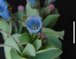 Attēlu rezultāti vaicājumam “Anthyllis maritima leaf”