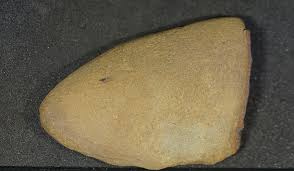 Attēlu rezultāti vaicājumam “Pteropsida”