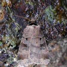 Attēlu rezultāti vaicājumam “Badhamiopsis ainoae macro”