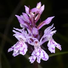 Attēlu rezultāti vaicājumam “Dactylorhiza russowii”