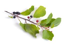 Attēlu rezultāti vaicājumam “Frangula alnus bud”