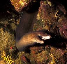 Image result for Gymnothorax vicinus