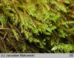 Attēlu rezultāti vaicājumam “Hygrohypnum luridum”