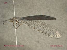 Attēlu rezultāti vaicājumam “Myrmeleontidae imago”