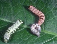 Attēlu rezultāti vaicājumam “Melanchra persicariae larva”