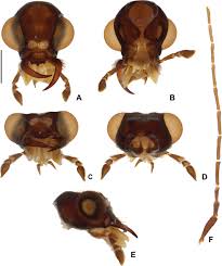 Attēlu rezultāti vaicājumam “Leiodidae larva”