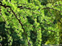 Attēlu rezultāti vaicājumam “Larix decidua var. polonica”