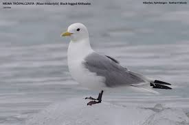 Attēlu rezultāti vaicājumam “Rissa tridactyla”