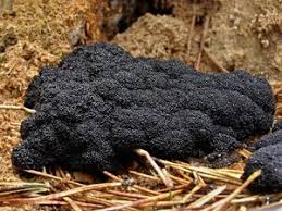 Attēlu rezultāti vaicājumam “Lindbladia tubulina”