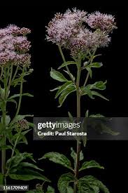 Attēlu rezultāti vaicājumam “Eupatorium cannabinum bud”