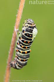 Attēlu rezultāti vaicājumam “Papilio machaon larva”