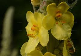 Attēlu rezultāti vaicājumam “Verbascum densiflorum bud”
